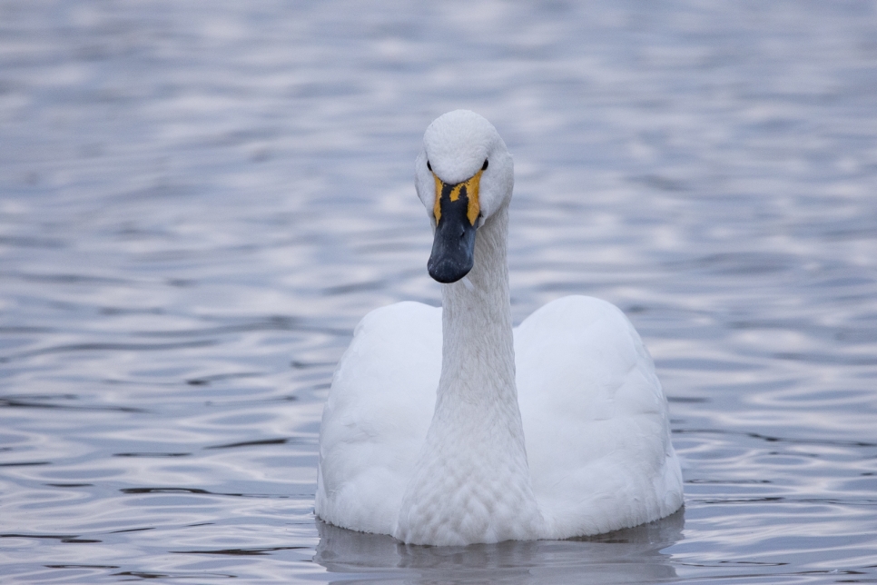 Dynasties, divorce, and 10,000 swans